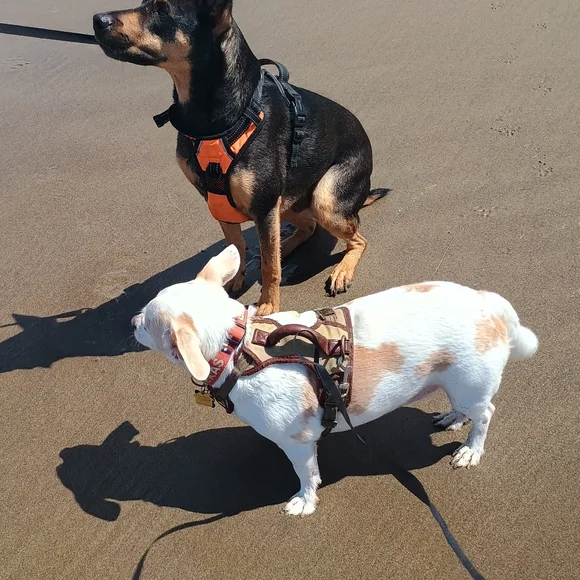 🏖️🌞🐕 Texas's Beach Day - Picture 12 of 16